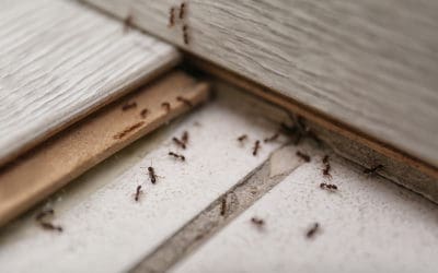 Winter Pests to Watch Out For
