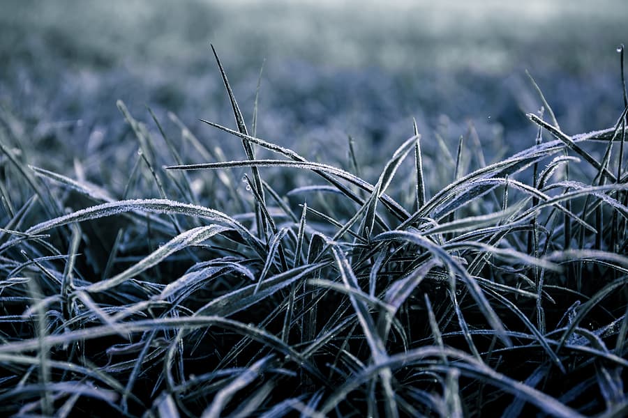 Winter lawn care