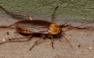 How Common is the American Cockroach?