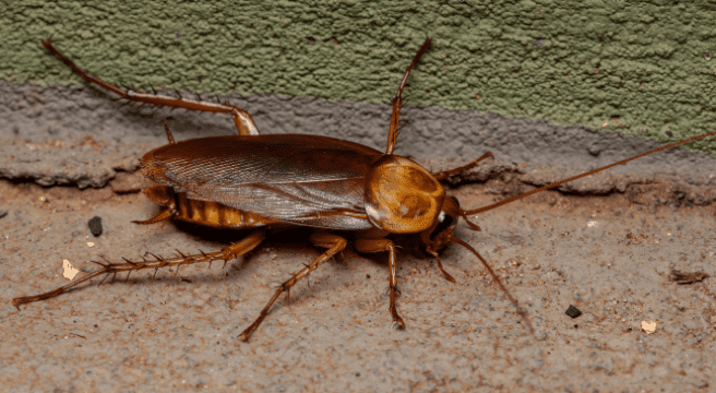 How Common is the American Cockroach?
