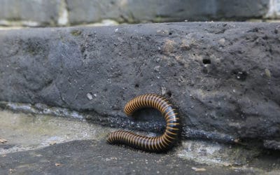 Controlling Millipedes In and Around Your Home