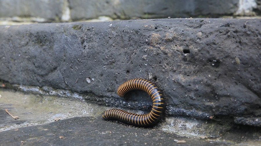 Controlling Millipedes In and Around Your Home