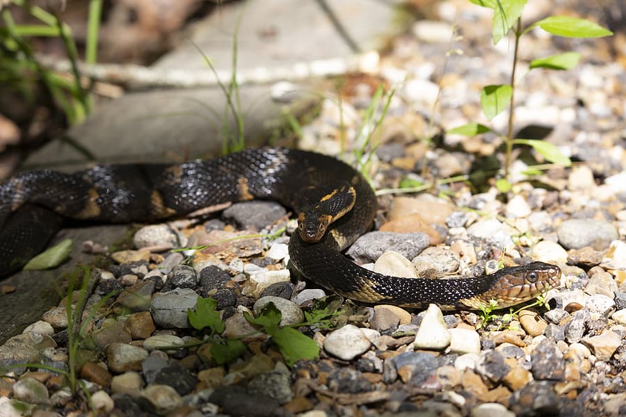 Keeping Snakes Away From Your Home