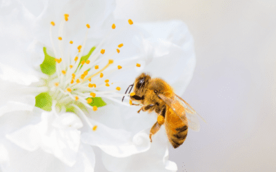 The Different Types of Stinging Insects