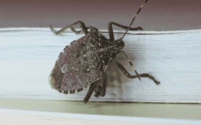 Stinkbugs: What Are They?