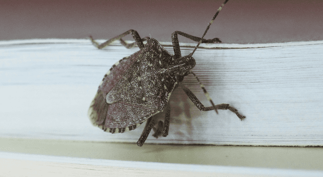 Stinkbugs: What Are They?