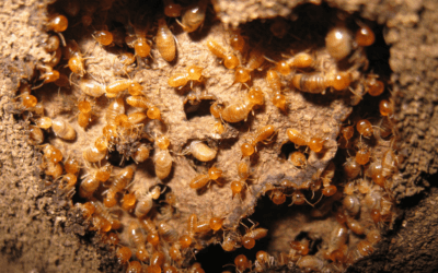 Termites: The Swarming Begins