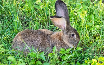 How To Keep Wildlife Out of Your Yard