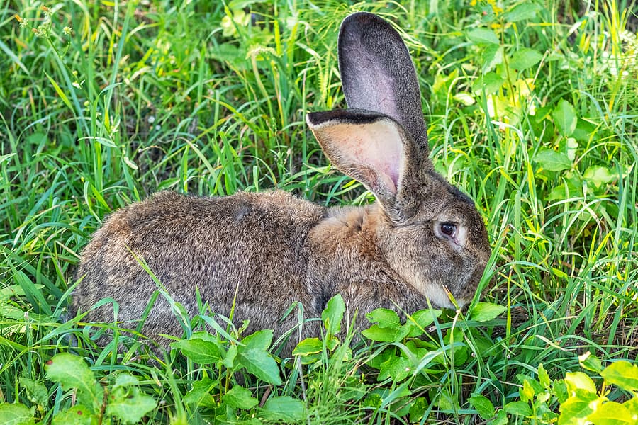 Wildlife Exclusion