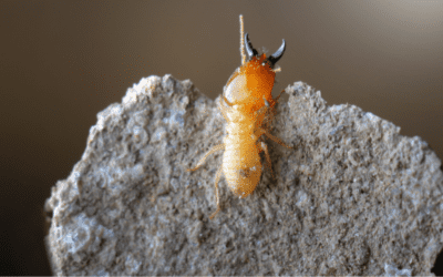 How Do I Know If I Have Termites?