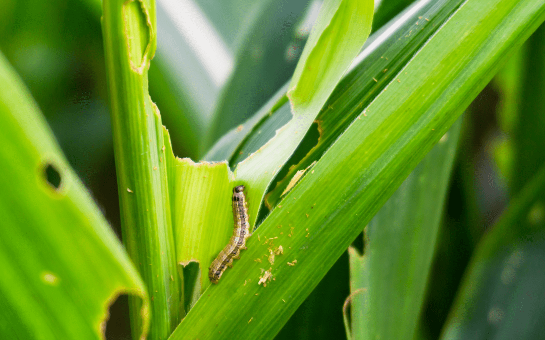 Identifying and Controlling Armyworms