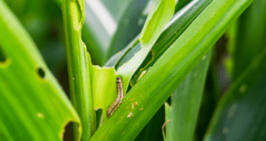 Armyworms