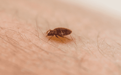 How Do I Know if I Have Bed Bugs?