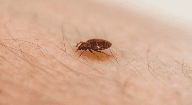 How Do I Know if I Have Bed Bugs?