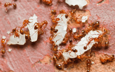 What is the Red Imported Fire Ant?