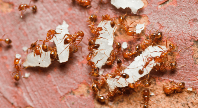 Fire ants