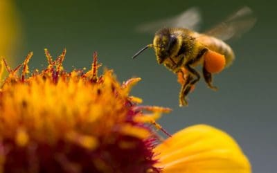 The Benefit Behind the Buzz