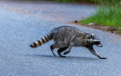 Getting Rid of Raccoons