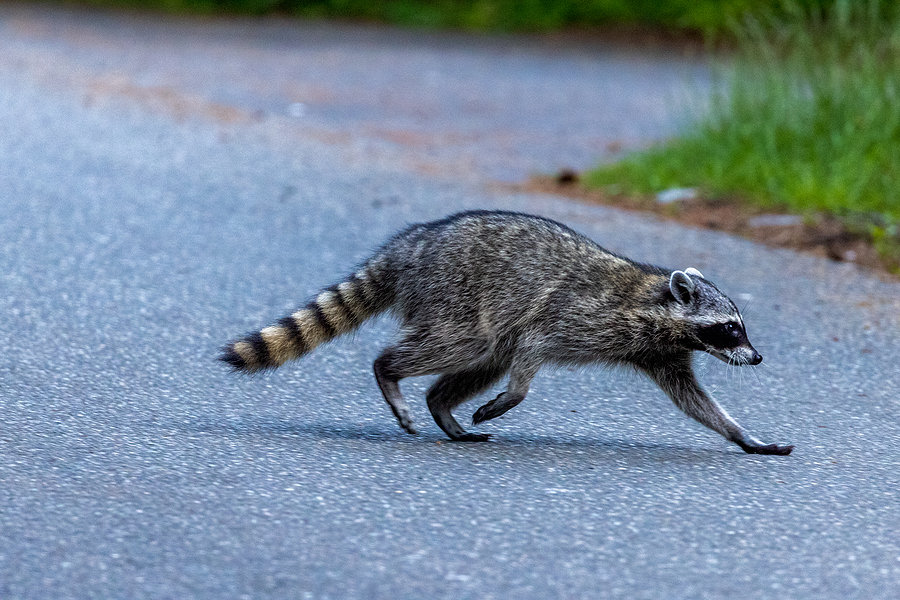 Getting Rid of Raccoons