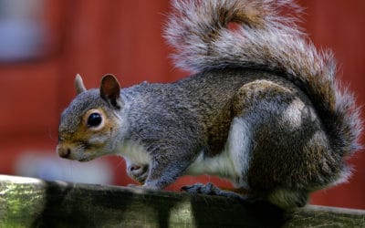 Common Spring Wildlife Issues