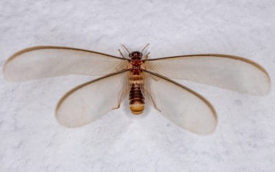 Do Swarming Termites Mean an Infestation?