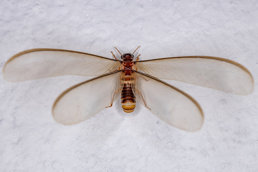 Do Swarming Termites Mean an Infestation?