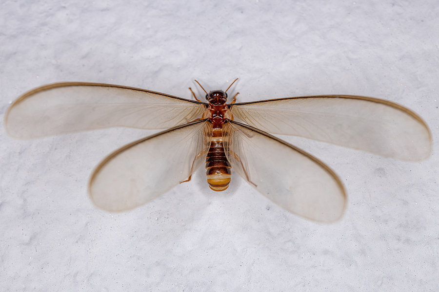 Swarming Termites