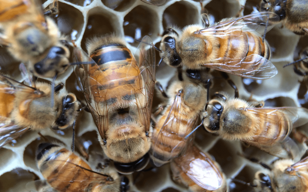 Honeybee relocation