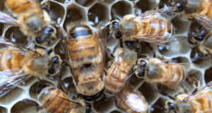 Honeybee relocation
