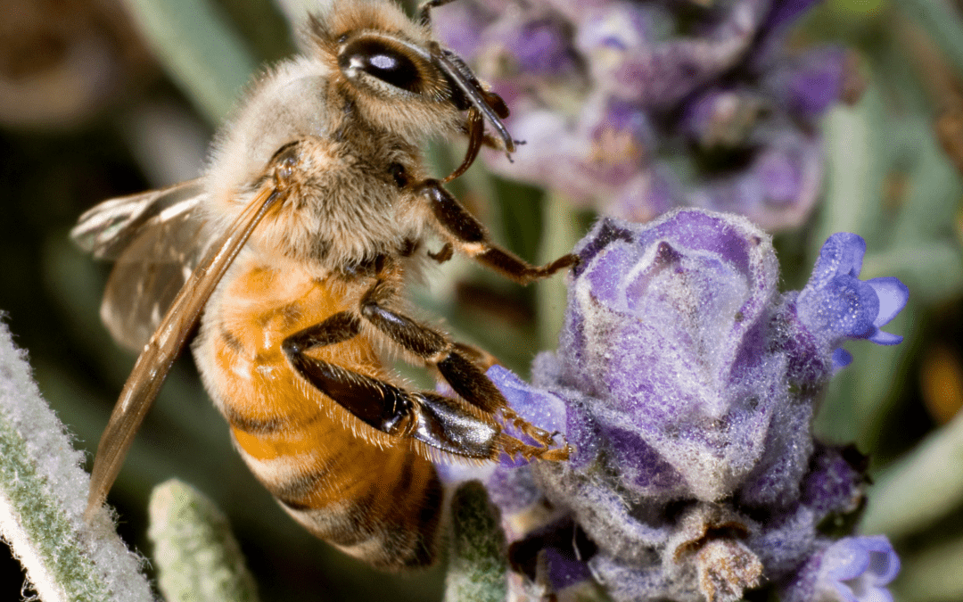 Flowers and Plants That Attract Honeybees