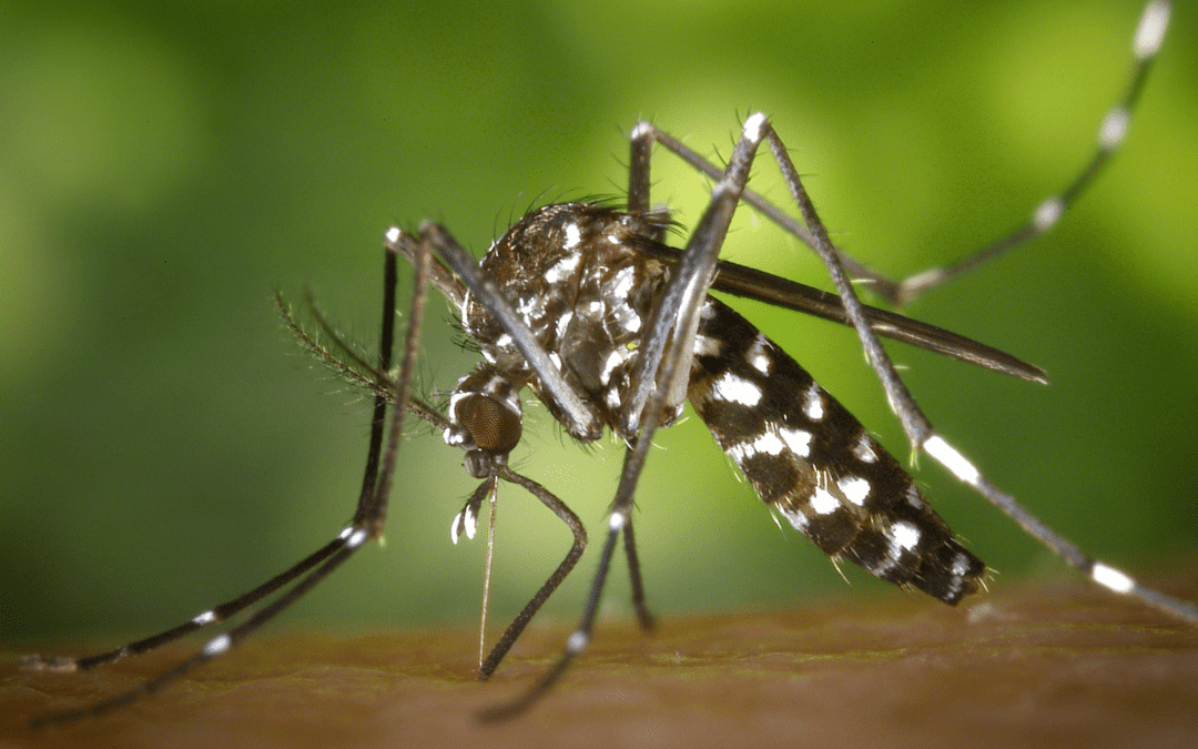 The Return of Mosquitoes