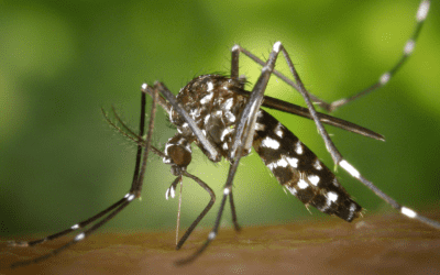 The Return of Mosquitoes