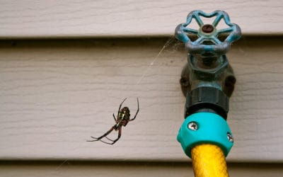 Spider Control for Spring