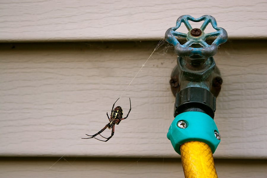 Spider Control for Spring