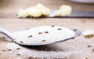 Why Do I Have Ants in My Kitchen?