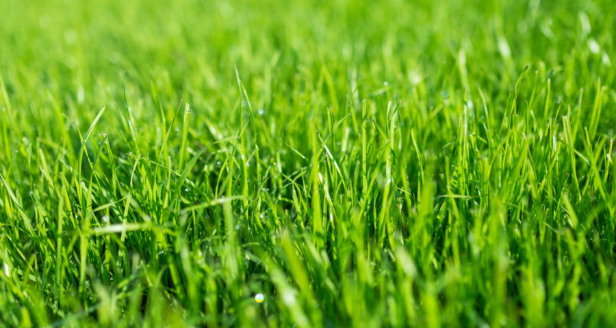 What Types of Grasses Work for My Georgia Lawn? | Summer Lawn Care