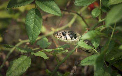 What Attracts Snakes to Your Yard?
