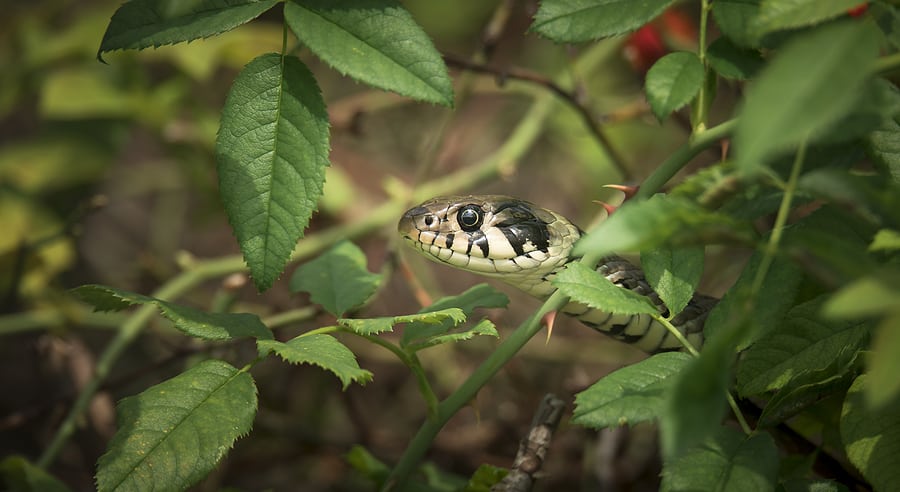 What Attracts Snakes to Your Yard?