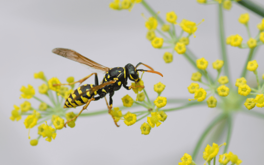 How to Avoid Stinging Insects at Home