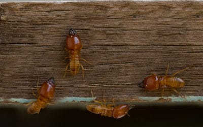 How Fast Do Termite Treatments Work?