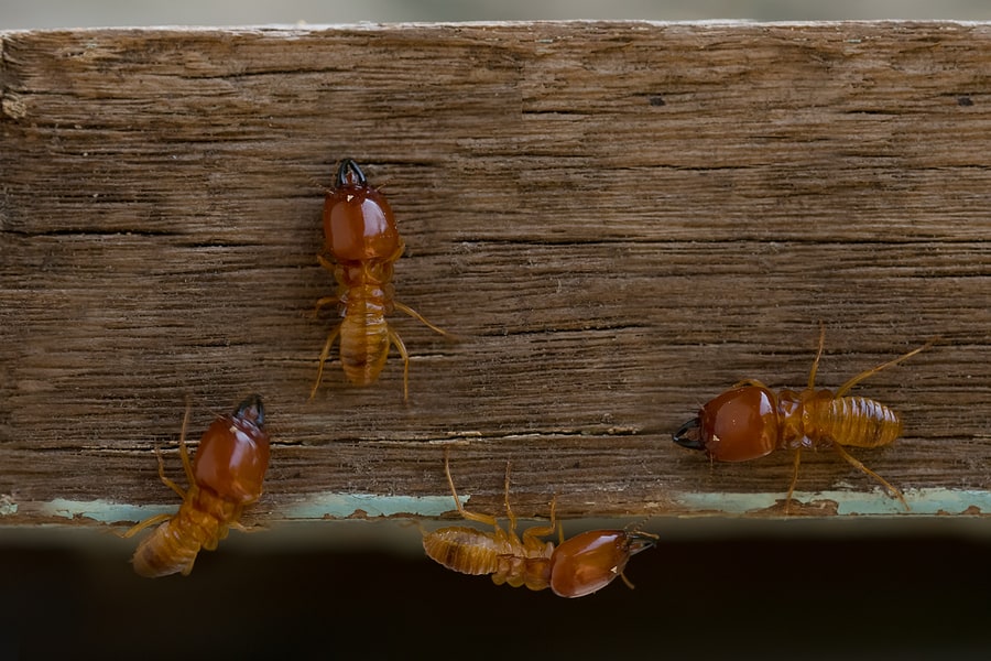 Termite Treatment