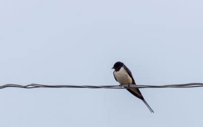 9 Easy Ways to Keep Birds Away