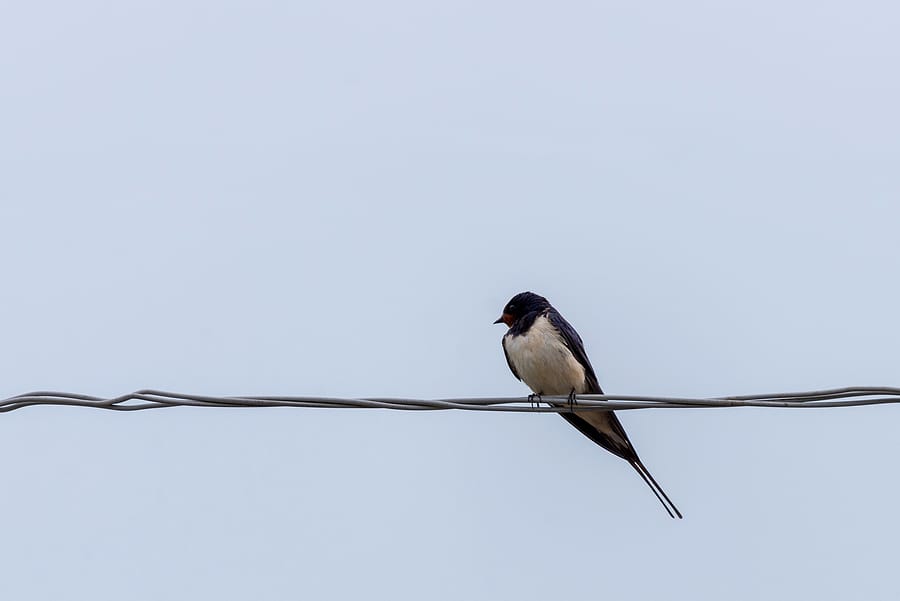 bird control fresno