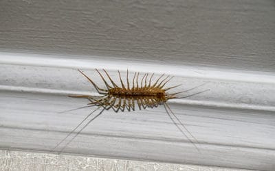 Signs of A Centipede Infestation