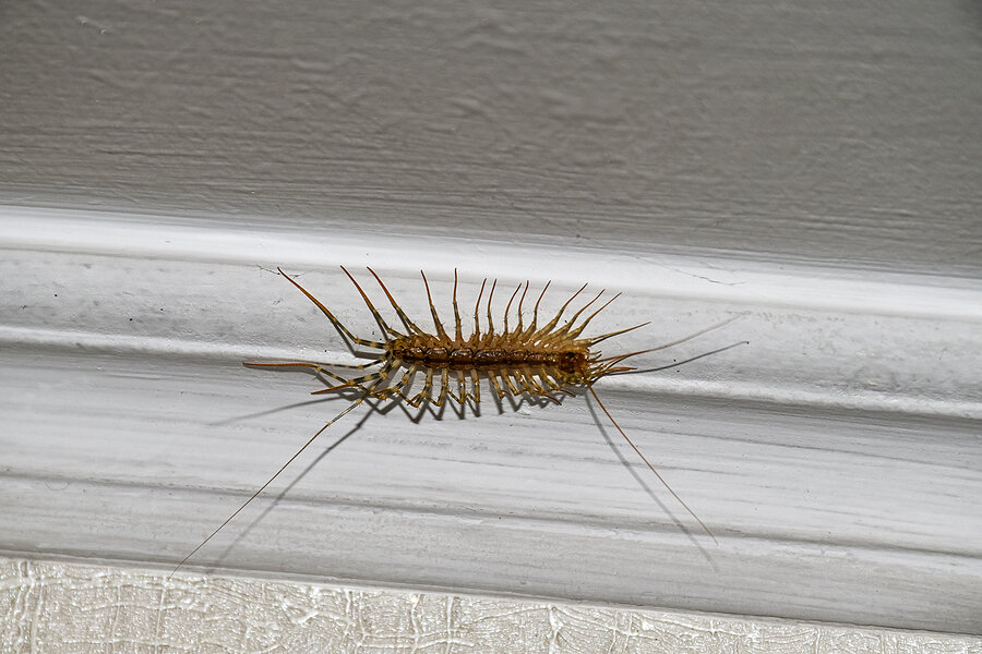 house centipede larva