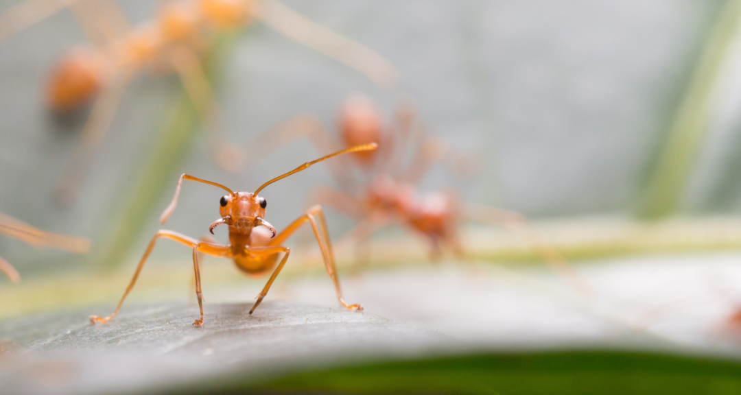 Fire ants Northwest Exterminating