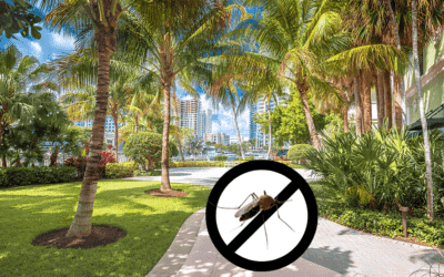Reducing Summer Mosquitoes in South Florida