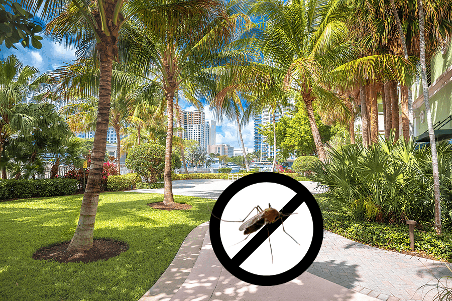 Reducing Summer Mosquitoes in South Florida