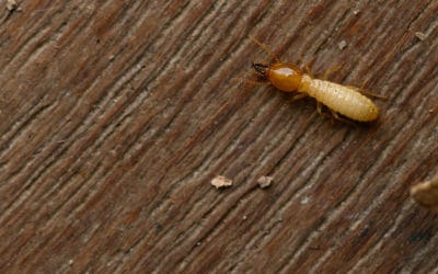 Termite Control Tips for Summer