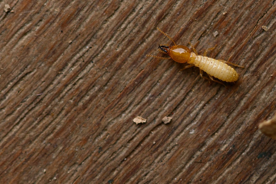 Termite Control